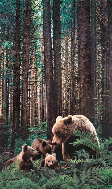 Baeren-im-Wald