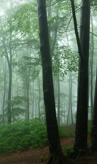 Nebel-Im-Wald