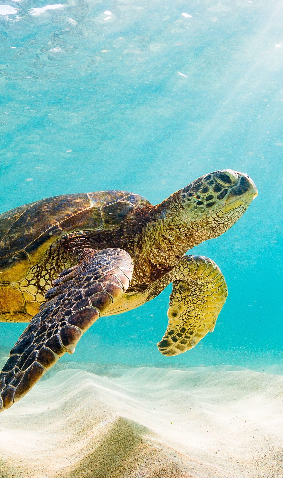 Schildkroete