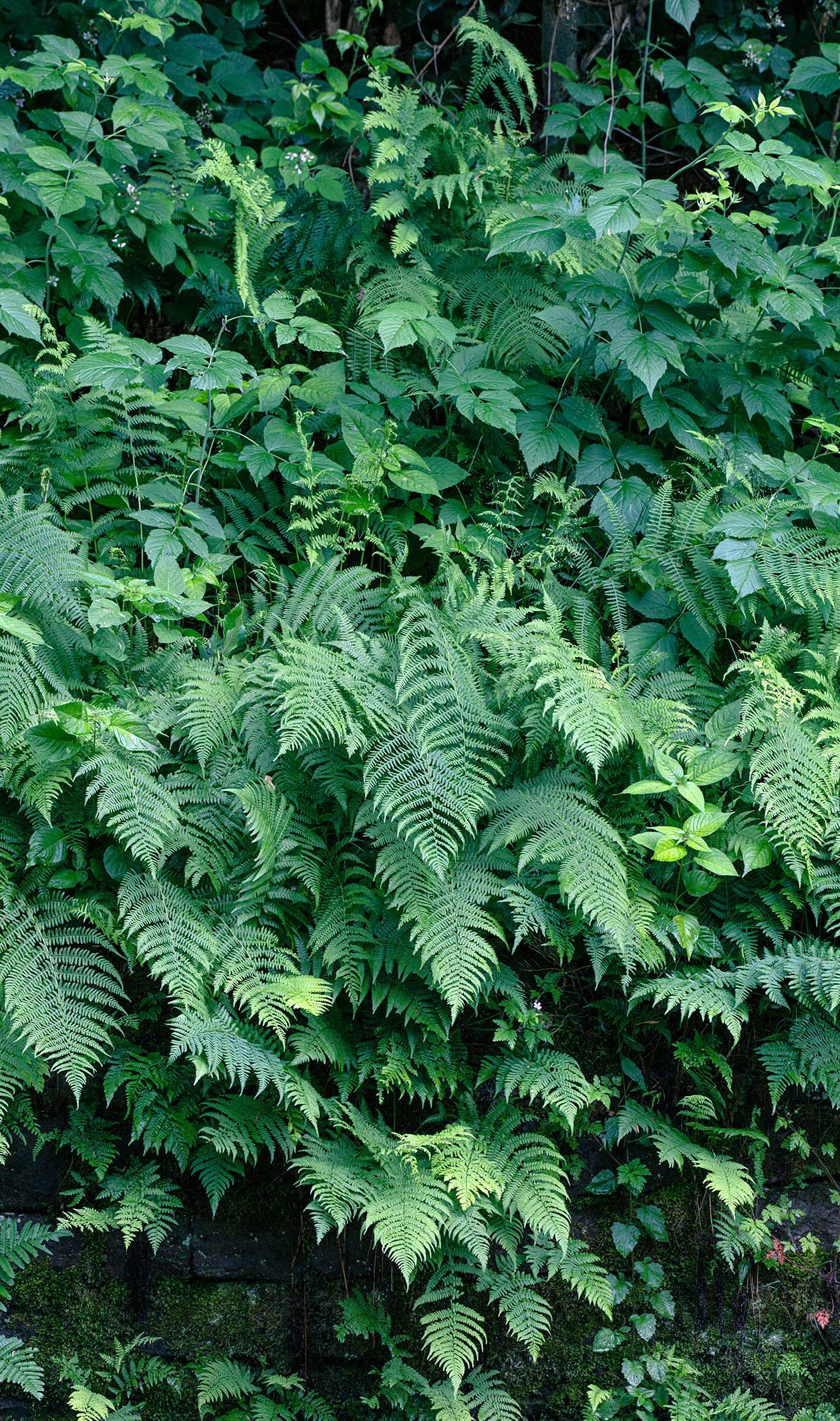 Waldfarn